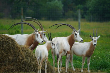 Deer photo a goat look like