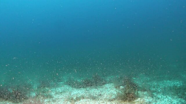 Scuba diving into a krill cloud - POV scuba diving in the Majorca