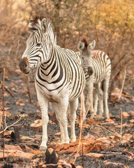 Mountain zebra walking on burnt ground