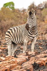 Mountain zebra walking on burnt ground © Tyrone