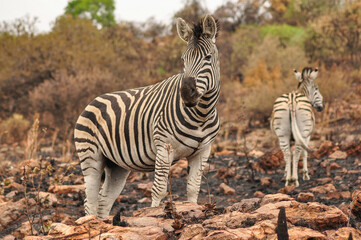 Mountain zebra walking on burnt ground