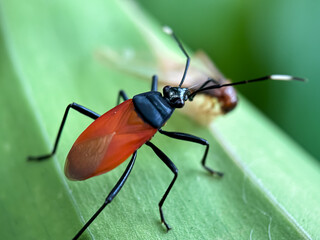 bug on a leaf