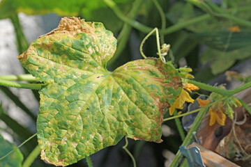 powdery mildew, on cucumber leaves in the garden