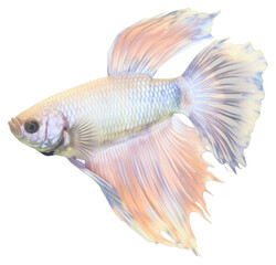 Fototapeta premium PNG Vibrant Betta fish swimming gracefully