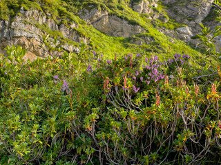 wild alpine flower shrubs in steep rocky slope during summer with purple blossoms