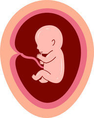 Human embryonic development Illustration 