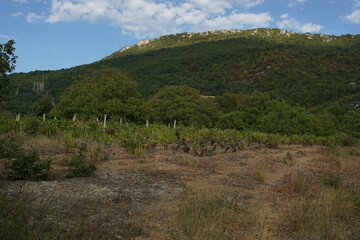 Naklejka premium Vineyard near Ohrid in North Macedonia