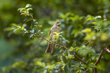 Fototapeta premium Double-collared Seedeater (Sporophila caerulescens), Coleirinho ♀