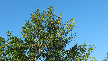 Almond fruithangs amid lush green leaves, showcasing nature's vibrant colors under a clear blue sky during a sunny afternoon.