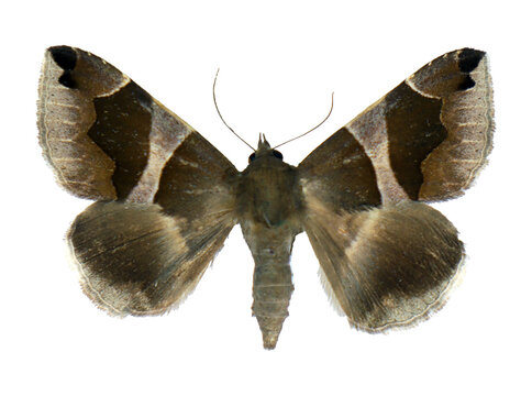 Moth with an unusual geometric pattern on its wings Dysgonia algira isolated on transparent, close-up, macro. Design element. Noctuidae, collection butterflies, insects.