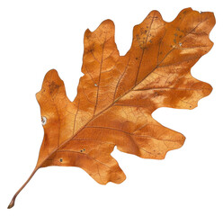 Naklejka premium Autumn oak leaf isolated white