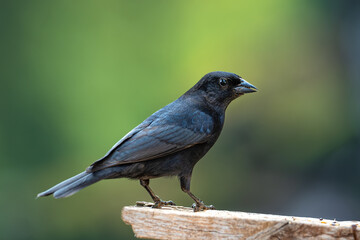 Shiny Cowbird (Molothrus bonariensis), Chupim