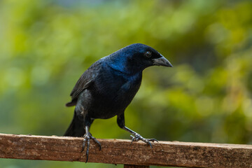 Shiny Cowbird (Molothrus bonariensis), Chupim
