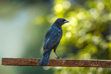 Shiny Cowbird (Molothrus bonariensis), Chupim