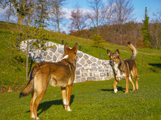 Cute shepherd dogs engage in a playful moment with one holding a colorful rope toy. Vibrant energy...