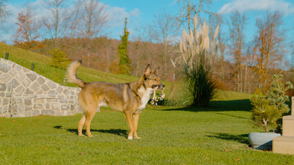 Joyful mixed breed dog standing in a lush green garden under a bright sunny autumn sky with his...