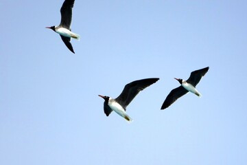 Obraz premium Seagulls Flying Gracefully Above the Calm Sea During a Clear Daylight Sky