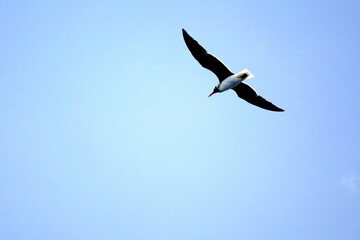 Seagulls Soaring in the Bright Sky Above the Tranquil Blue Sea During a Clear Day