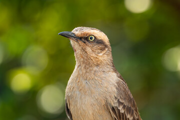 Chalk-browed Mockingbird (Mimus saturninus), Sabiá-do-campo