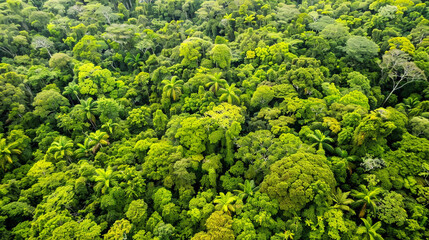 Naklejka premium Drone view of green forest texture background 