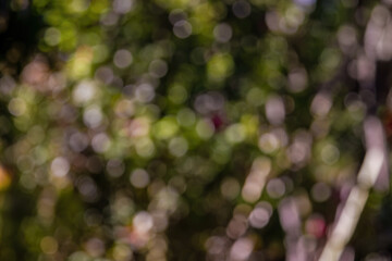 Obraz premium Abstract colorful background from a defocused photography of the vegetation of the forests, in the highlands of the Andean mountains of central Colombia.