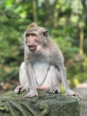 Monkey