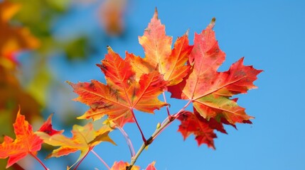 Obraz premium Bright autumn day showcasing vibrant maple leaves illuminated by warm sunlight in nature