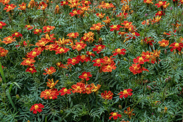 Naklejka premium View of red and yellow marigold plants in full bloom, captured in a garden near the town of Villa de Leyva, in central Colombia.
