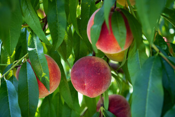 Ripe peaches on a branch among leaves.