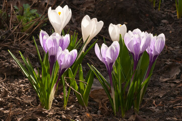 Close-up of white and purple crocuses blooming in early spring, surrounded by green leaves and brown soil. A beautiful sign of the season's renewal.
