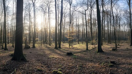 Sunlight Through Trees in a Forest