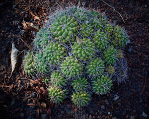 Planta suculenta con pequeñas rodelas close up