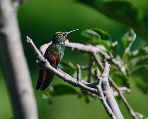 colibrí berilo perchado en rama curva