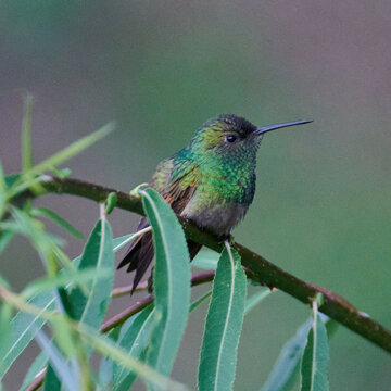 colibr&iacute; berilo en  close-up