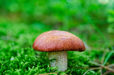 mushroom in the grass