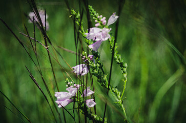 flowers in the meadow