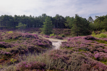 Landscape of purple flowers on the dunes, Flowering Calluna vulgaris (Heide, Heather or Ling) The sole species in the genus Calluna in the family of Ericaceae, Schoorl dune, Noord Holland, Netherlands © Sarawut
