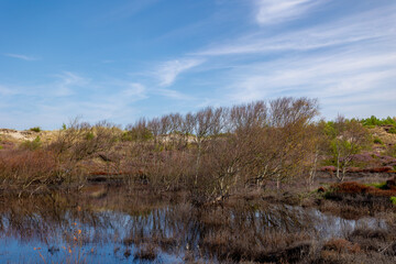 Summer landscape, Marshland in the sand dune under ble sky, Hight water with swamp and tree, Schoorl and Bergen duinen, The highest and widest dunes in the Dutch province of Noord Holland, Netherlands