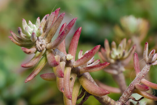 Focus stacked macro photography of  a reflexed stonecrop succulent plant, captured in a garden near the colonial town of Villa de Leyva, in central Colombia.