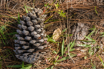 Close-up photography of a big pinecone on the ground of a pine forest, near the colonial town of Villa de Leyva in central Colombia.