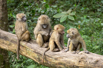 Four juvenile baboons on a log in Arusha National Park in Tanzania, Africa