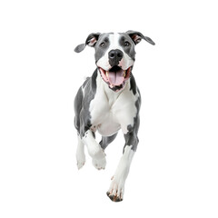 Fototapeta premium Happy black and white dog joyfully running towards the camera against a white background, capturing the essence of excitement and energy.