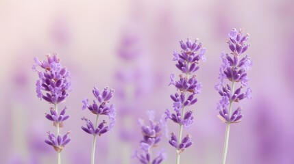 Naklejka premium Purple Lavender Flowers