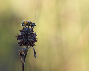 A drone fly looking for food on a plant.