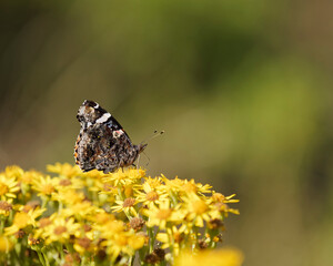A Red Admiral Butterfly resting on a summer day.