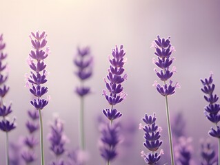 Naklejka premium Lavender Field in Soft Light