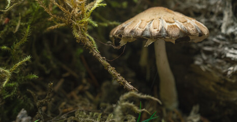 Small Mushroom And Moss Tangles