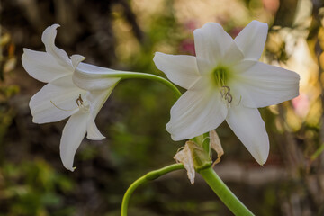 A couple of Madonna lily flowers and buds from the side and front. Photographed at a garden near the colonial town of Villa de Leyva in the Andean mountains of central Colombia.