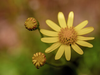 Close-up photography of a tarweed tiny yellow wildflower and a couple of buds, captured in a field near the colonial town of Villa de Leyva, in central Colombia.