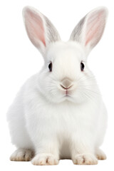Fototapeta premium PNG Animal rodent mammal pet.